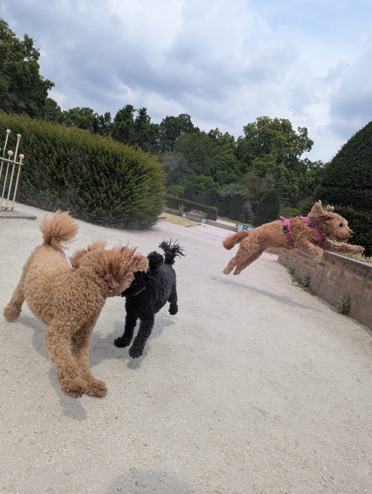 A cockapoo mid-leap on a dog walk in Chelsea