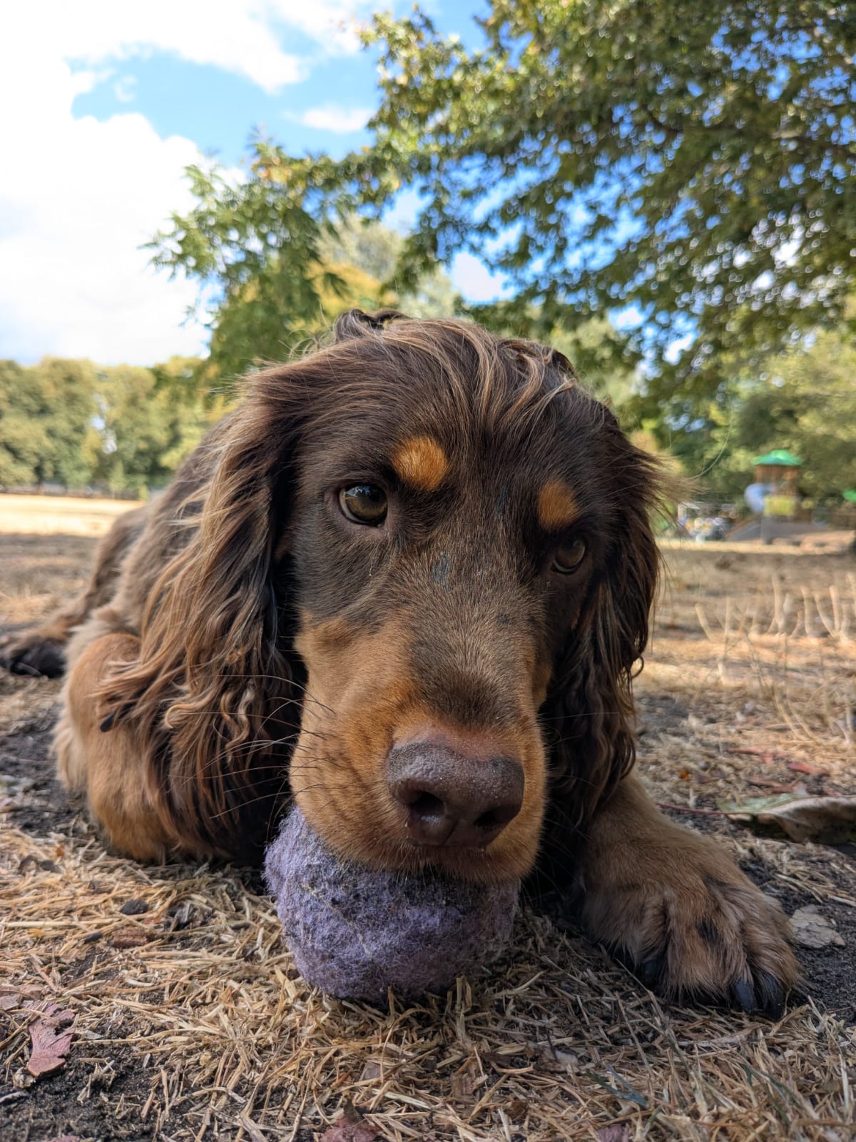 A working cocker spaniel resting its chin on a ball on a dog walk in Chelsea