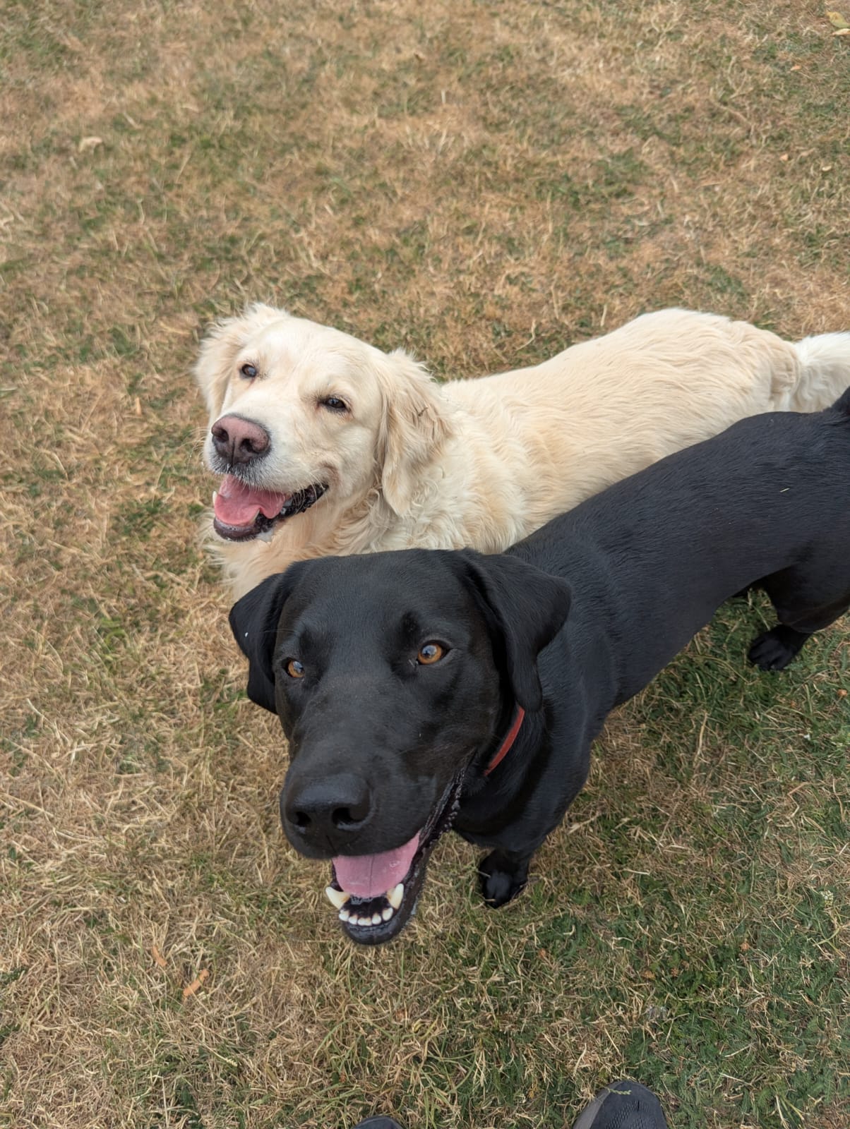 A golden retriever and black labrador on a dog walk in Fulham