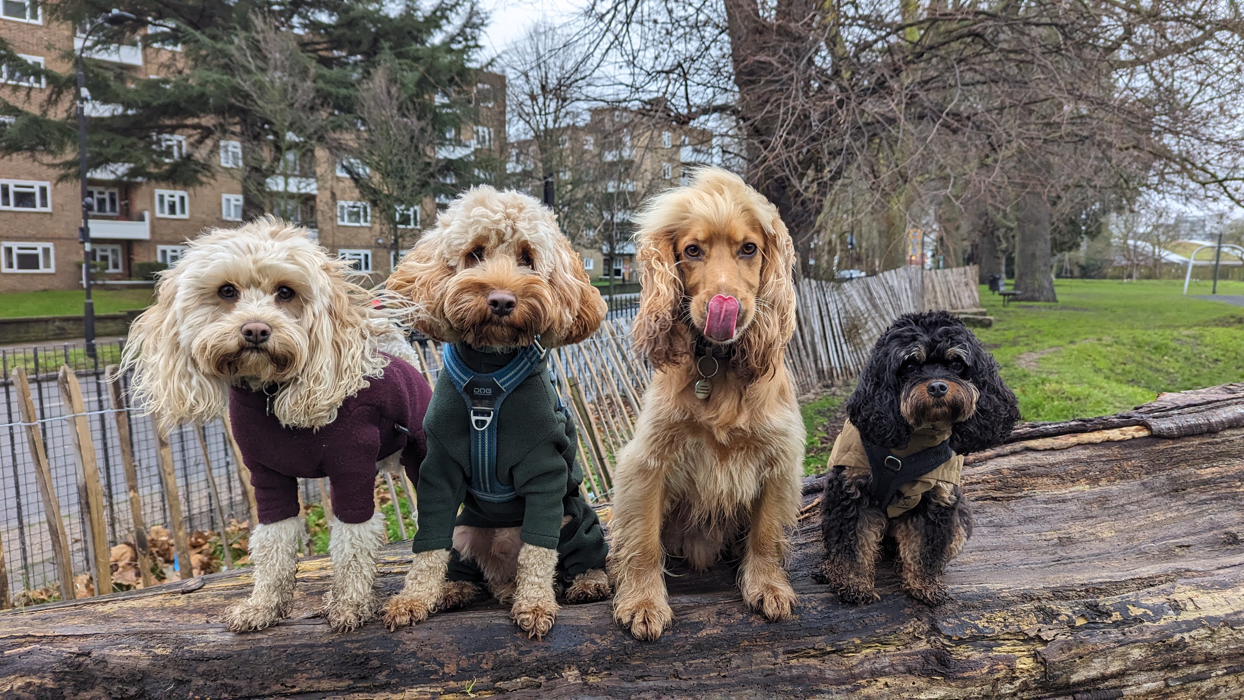 A black cocker spaniel carrying a ball on a riverside dog walk in Fulham