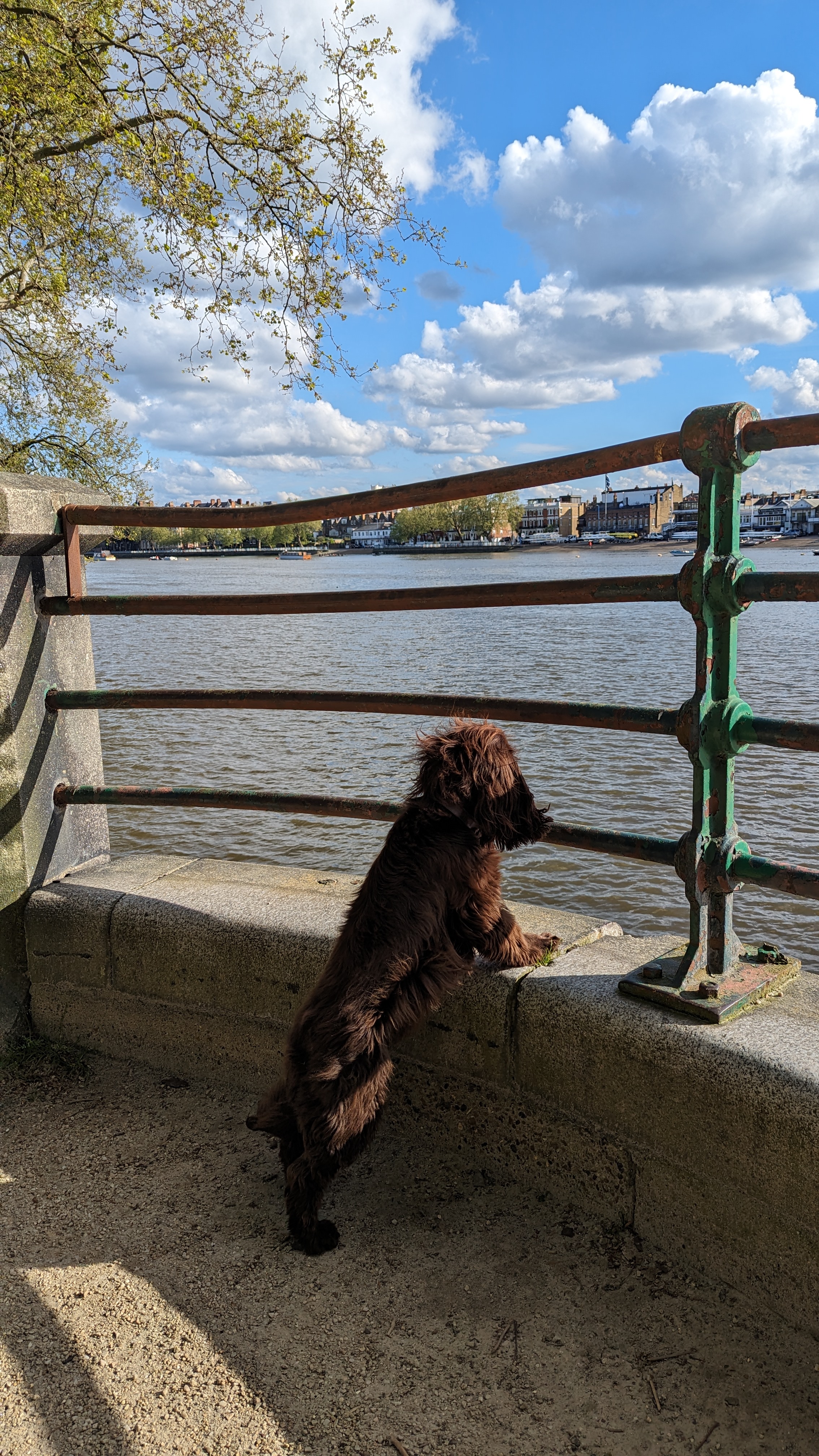 A cocker spaniel looking out over the Thames on a dog walk in Fulham