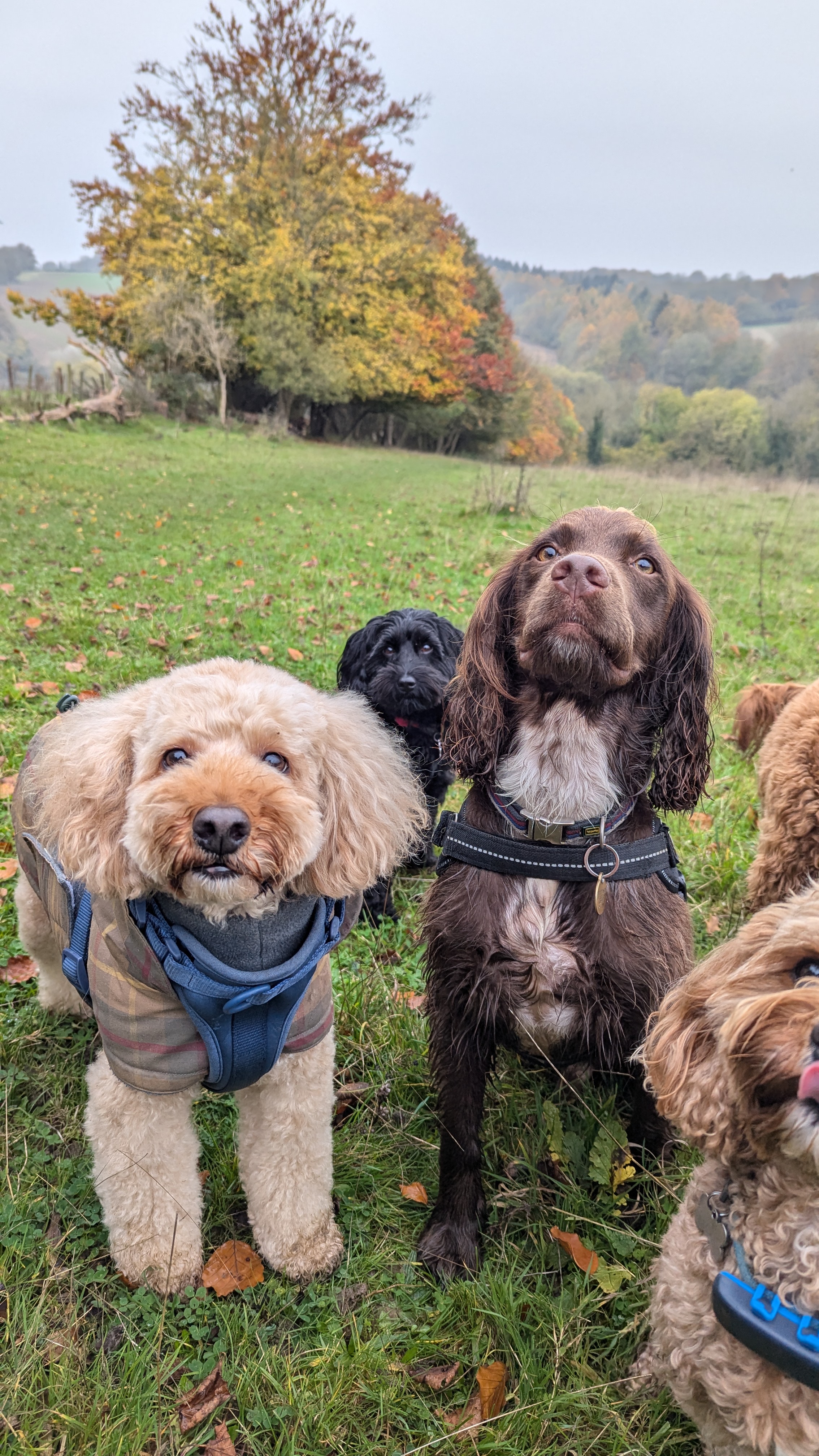 Three dogs on a London dog walker’s adventure day in the Chiltern Hills