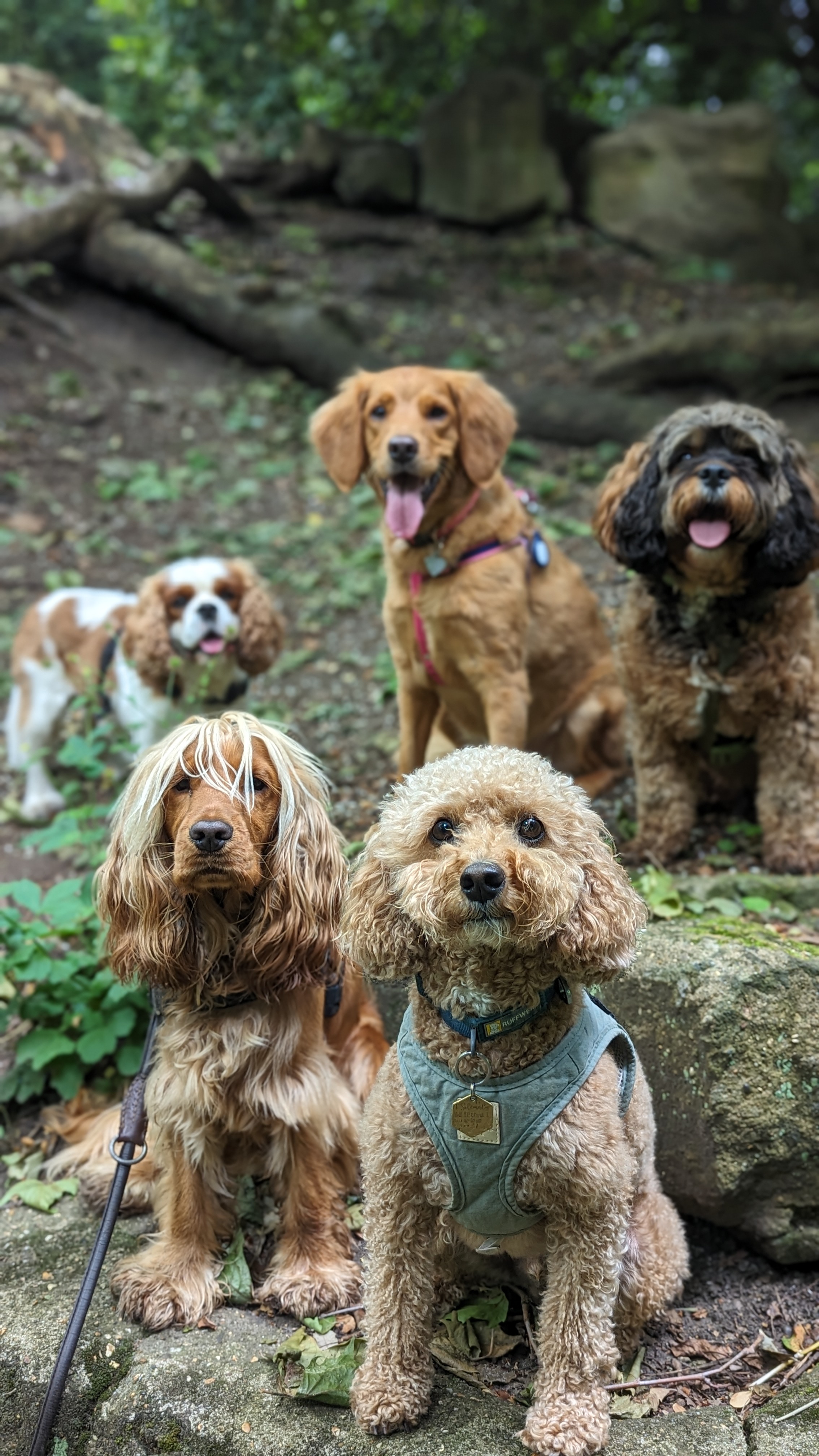 A golden cocker spaniel resting in a daisy meadow on a London adventure day