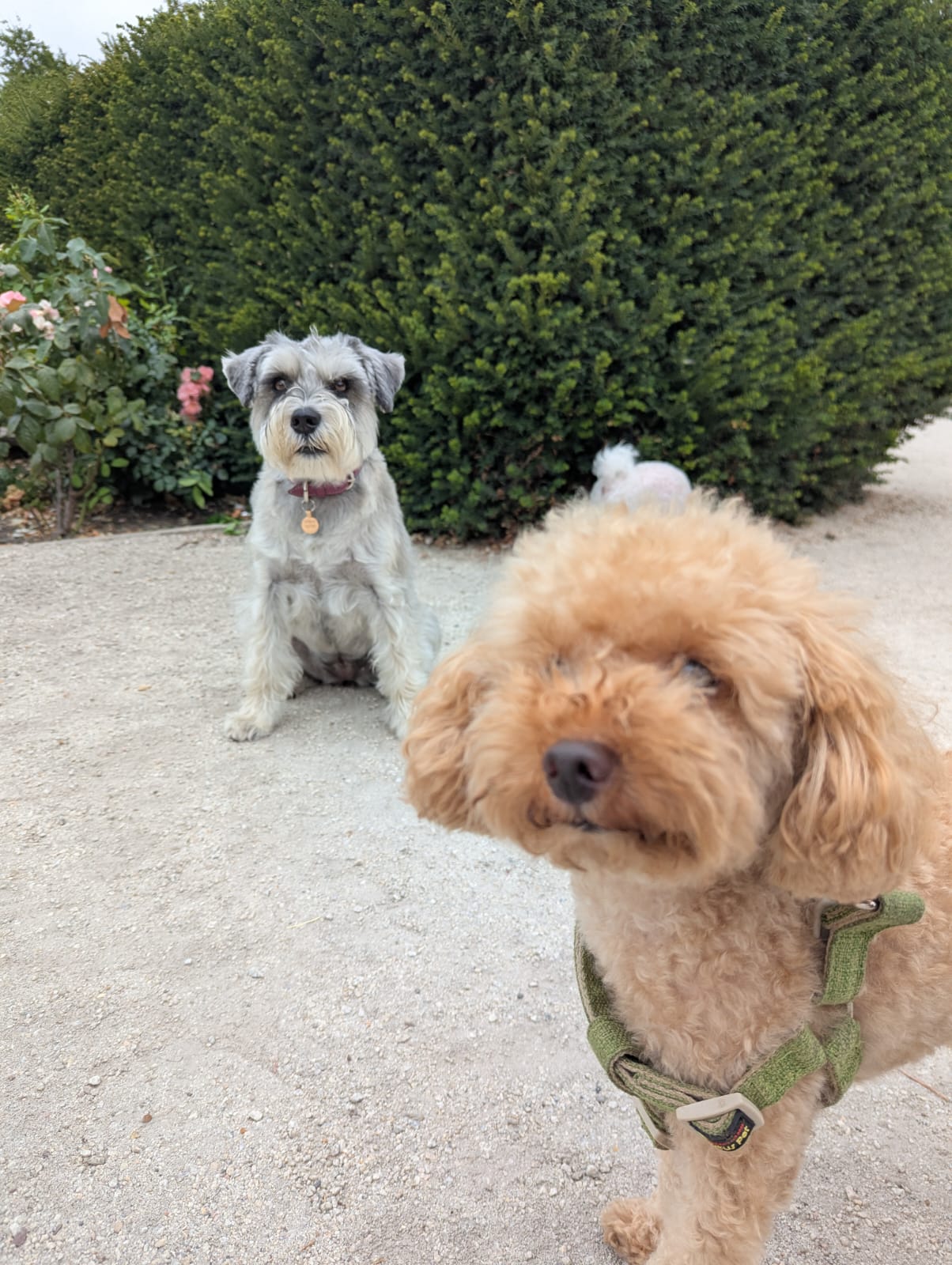 A schnauzer and apricot cockapoo on a London dog walk