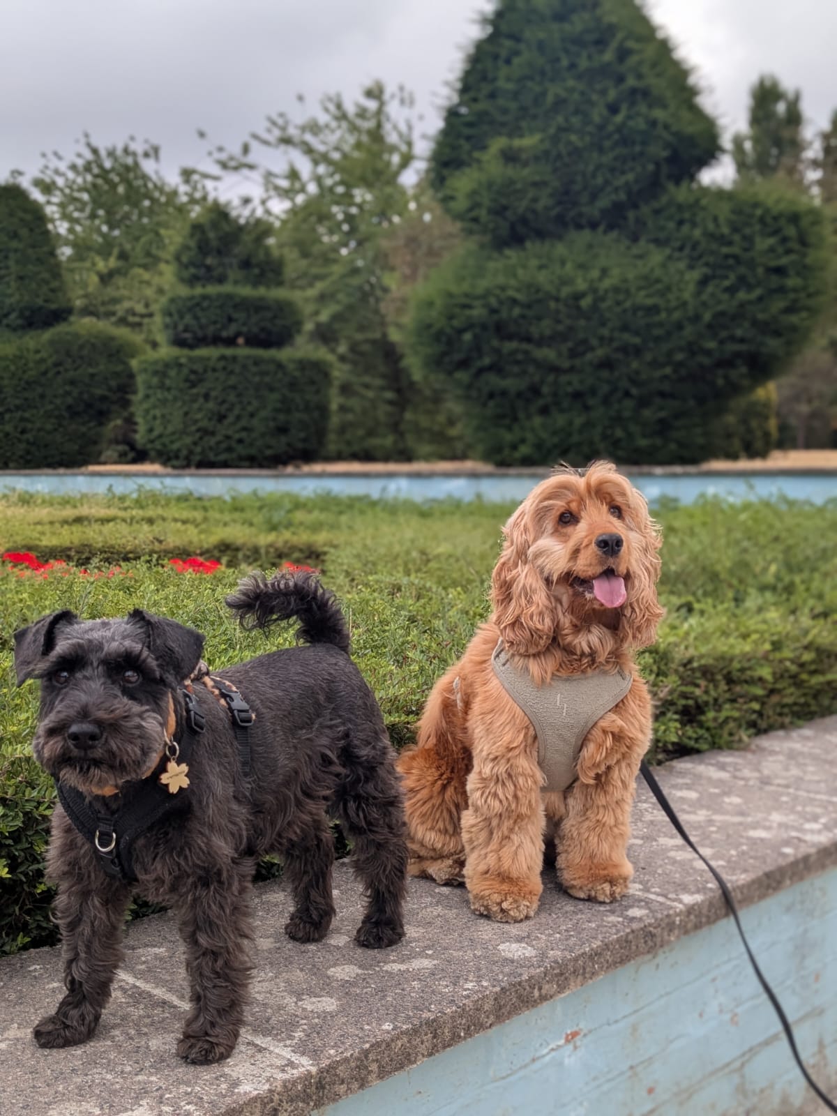 A schnauzer and cockapoo on a dog walk in Chelsea, beside the pond