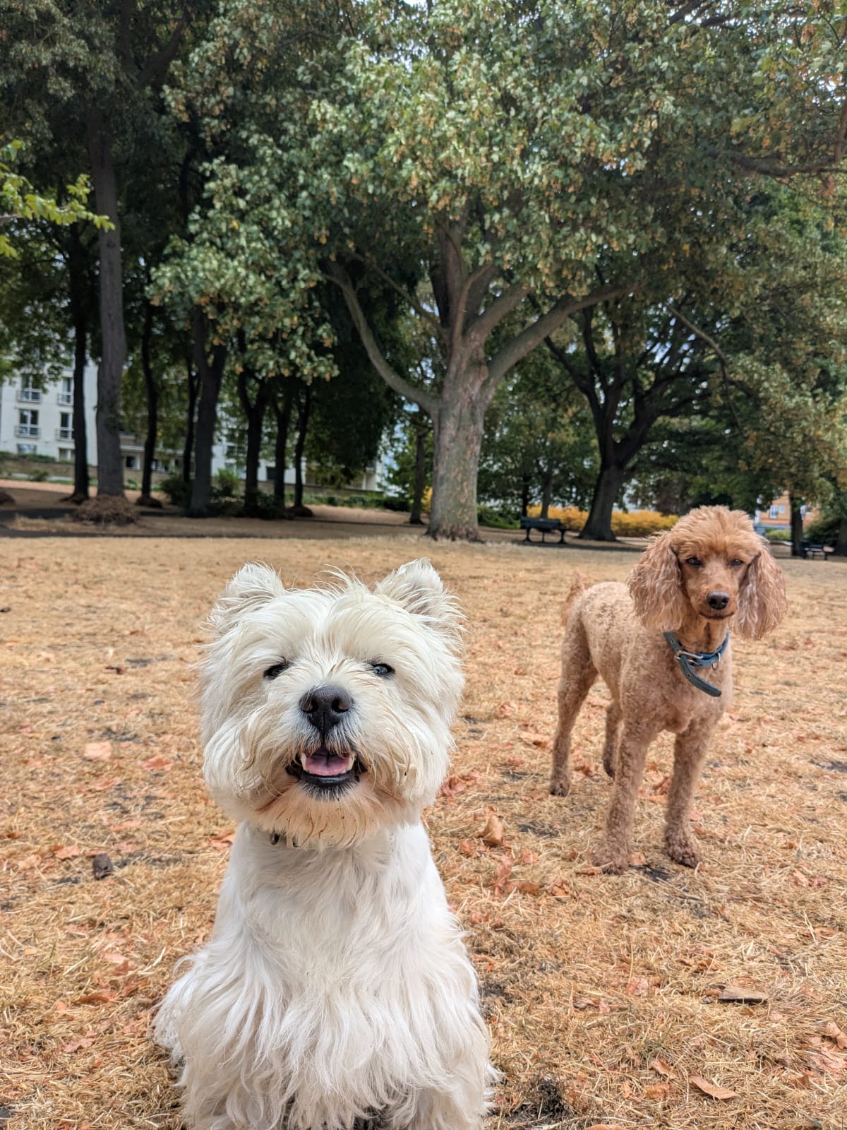 A west highland terrier and apricot poodle on a dog walk in Chelsea