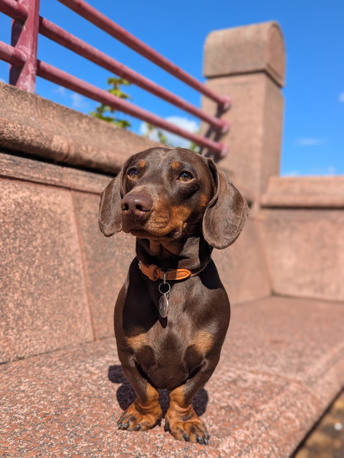 A dachshund on a dog walk in Fulham, sitting on a riverside bridge
