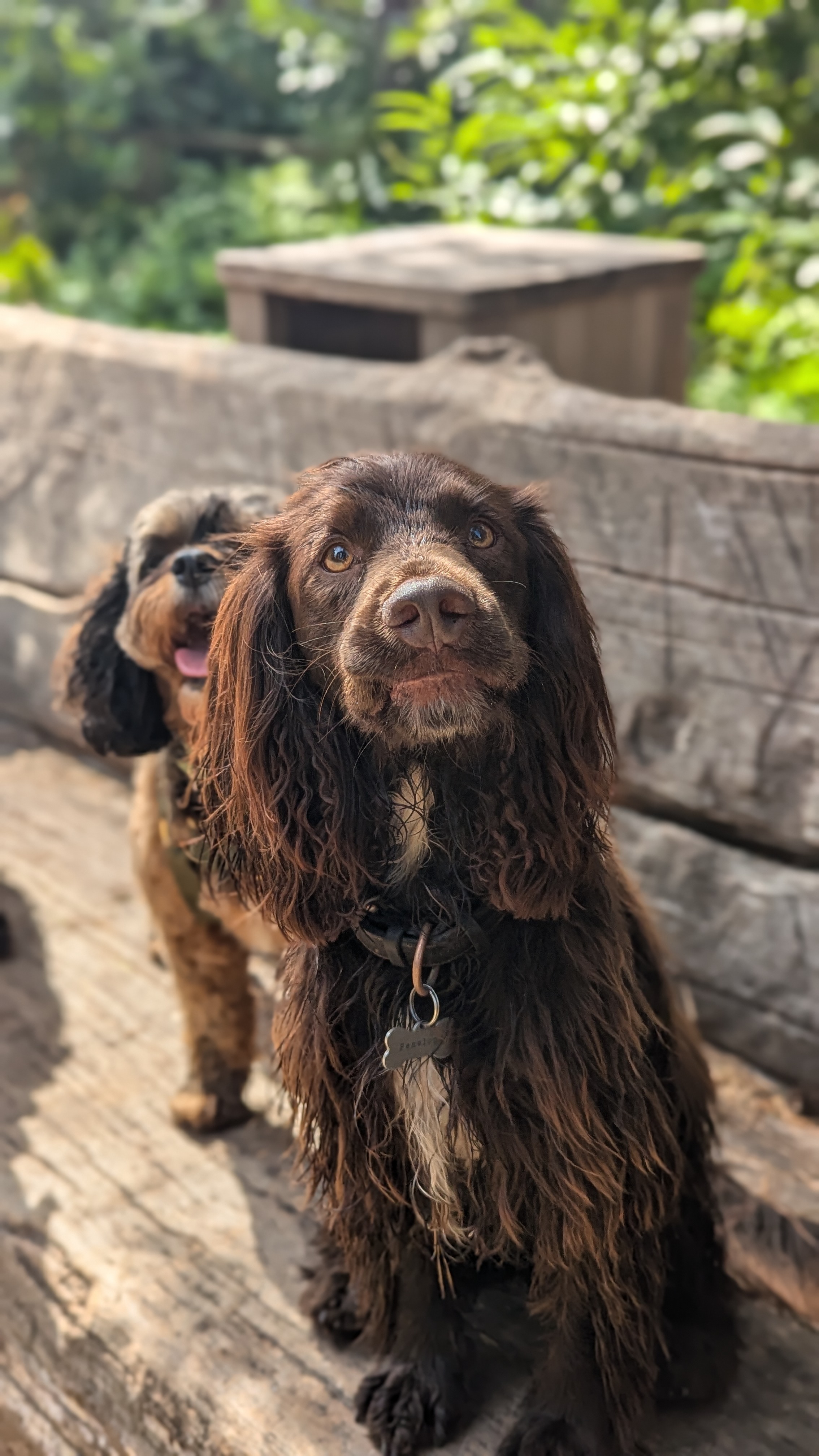 A pack of six dogs sitting together on the rocks during a dog walk in Fulham