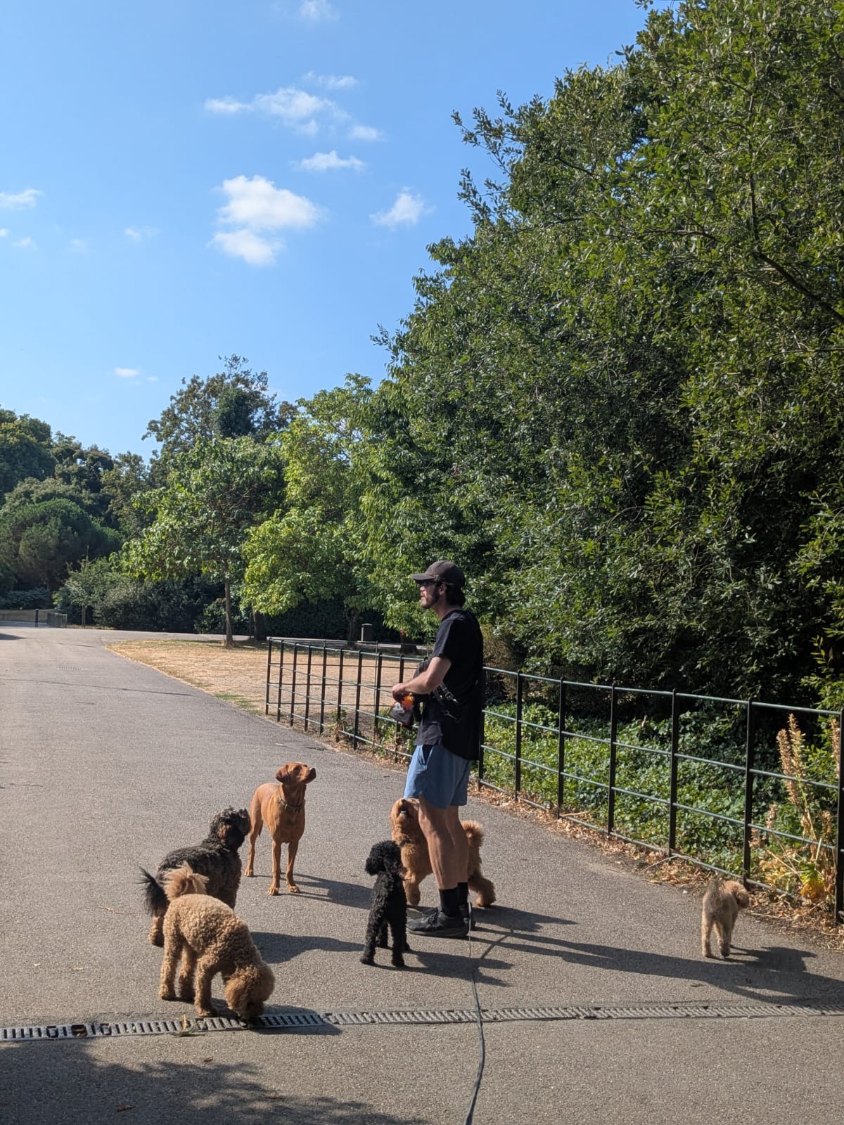 A dog walker leading a pack of six along a sunlit path in Fulham