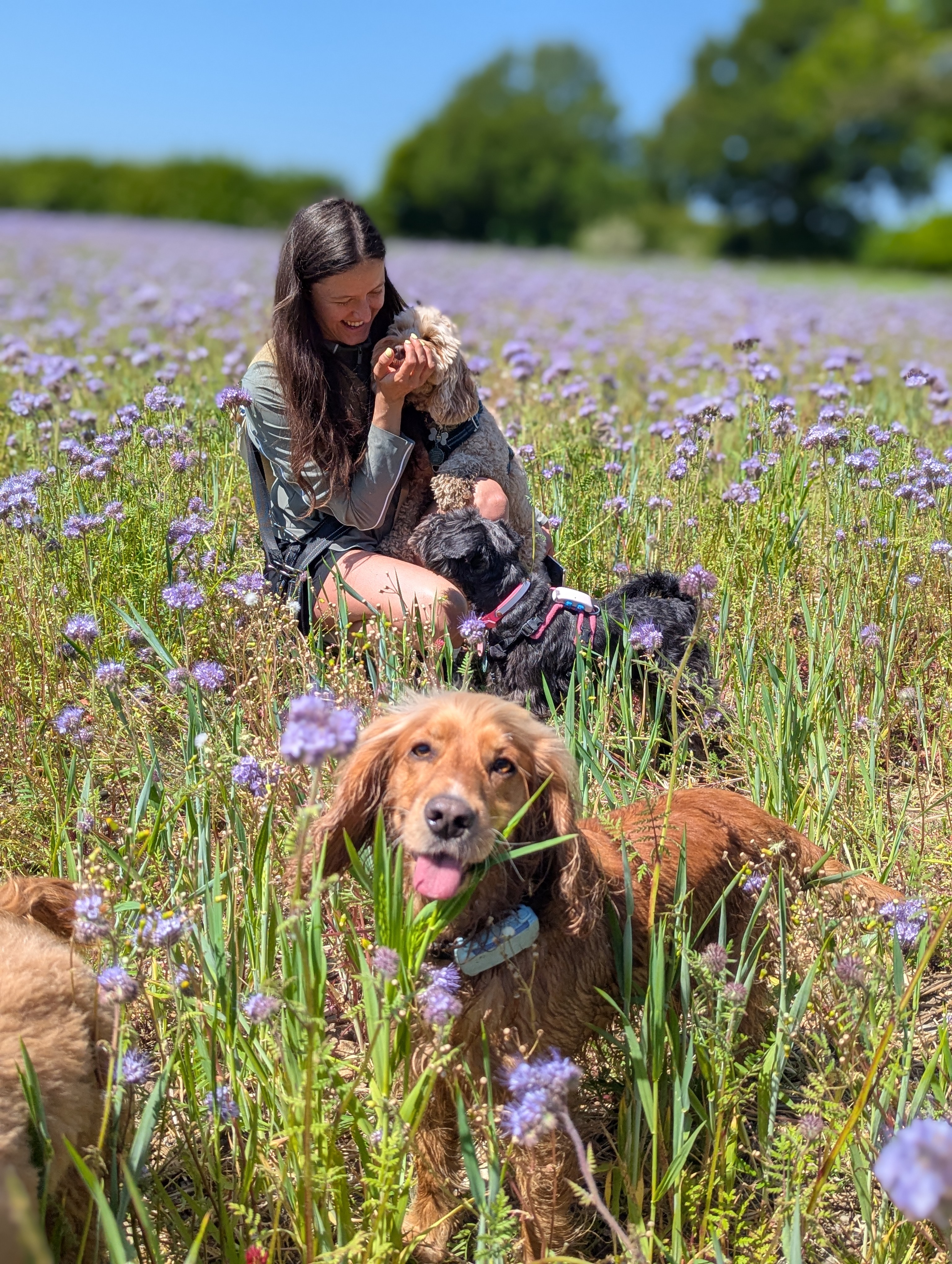 A walker sitting among the pack in a field of wildflowers near Fulham