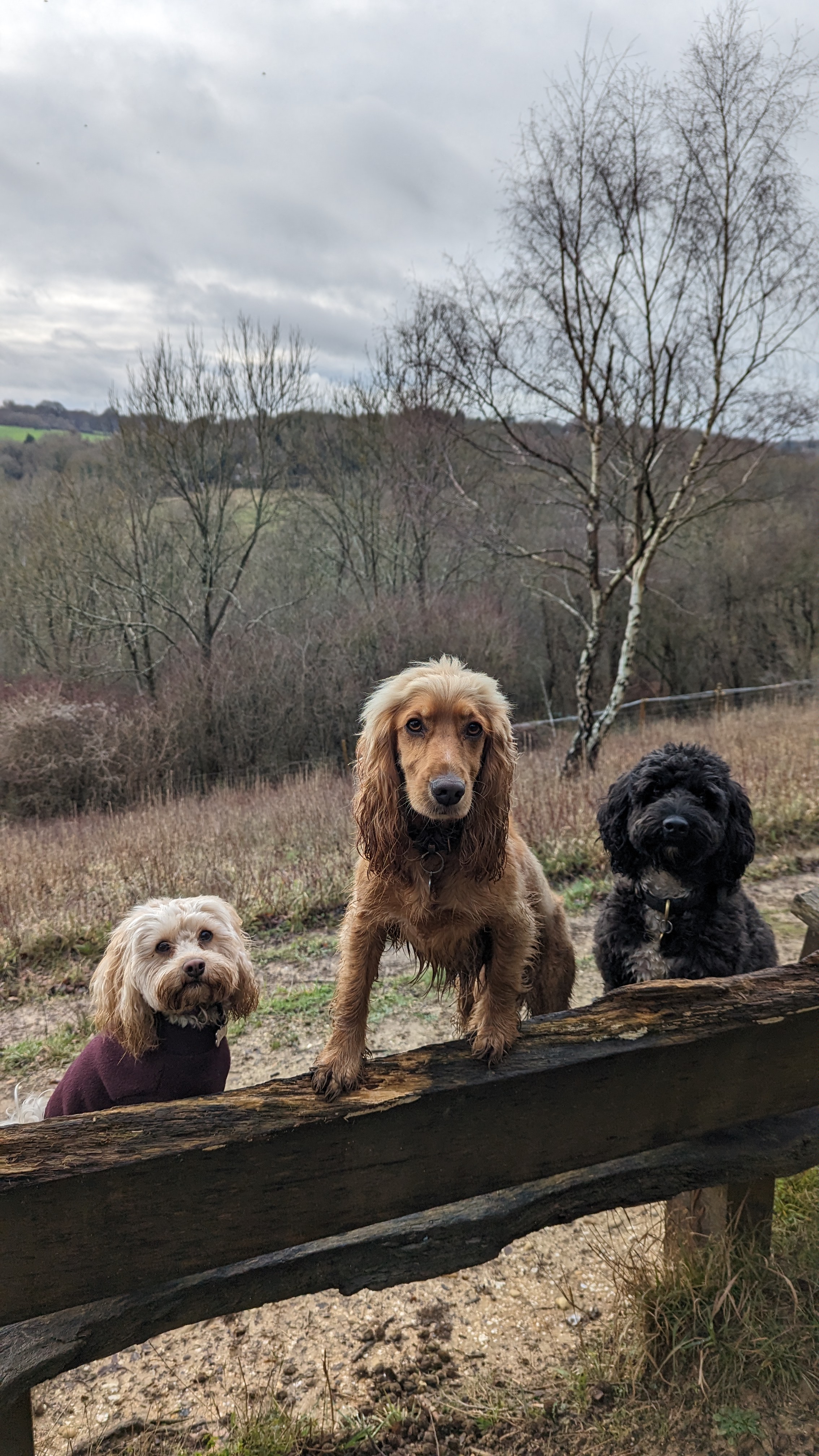 Three dogs on a countryside fence during a London dog walker’s adventure day